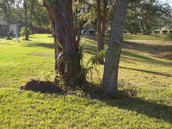 landscape mulch